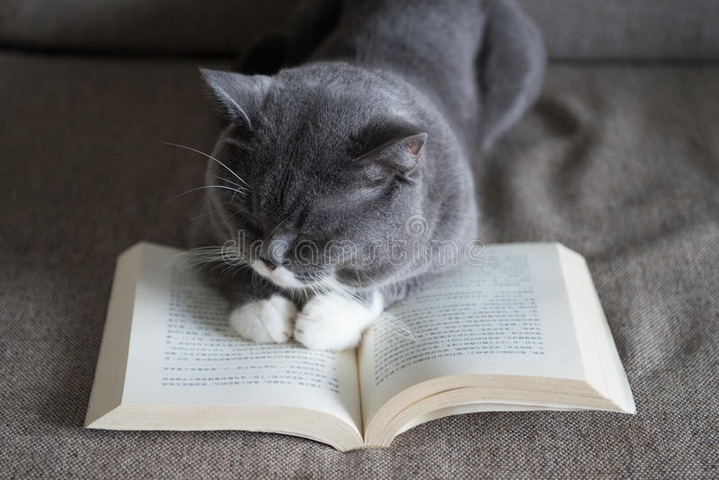 A grey cat lounging on a sofa with its paws resting on an open book, giving the impression of a cat reading a book.