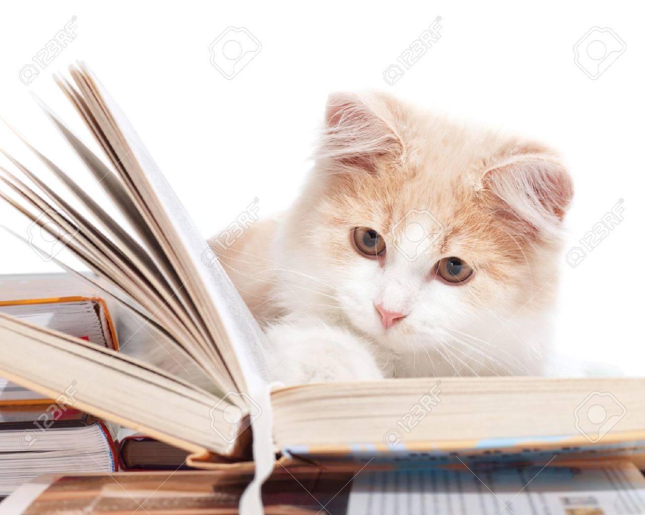 Pequeño gato leyendo un libro