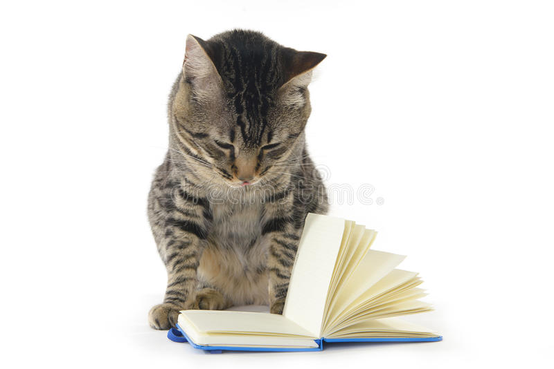 Leitura de gato cinza