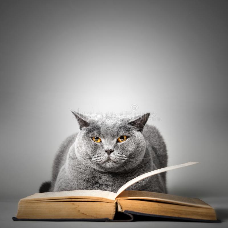 Cute Cat Reading