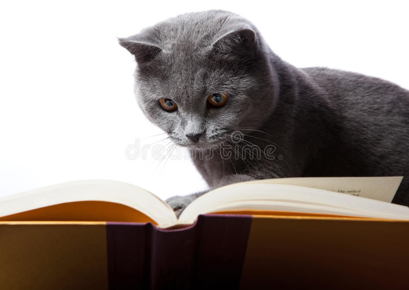 Gatto grigio con la lettura di sfondo bianco