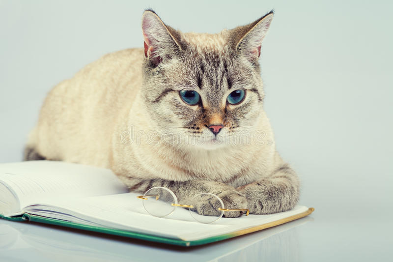 Cute Business Cat Reading