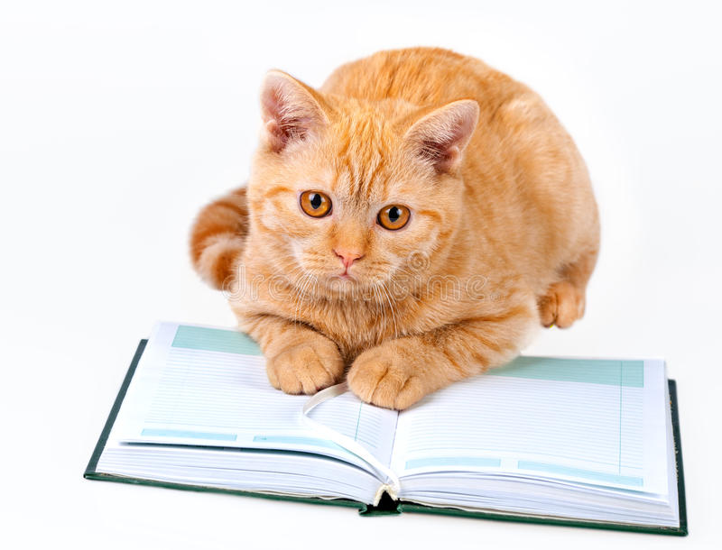 Süße Katze isoliert auf weißem Hintergrund lesen