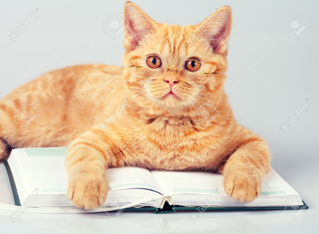 Scholarly kitty: cat reading a book in preparation for the purr-fect exam.
