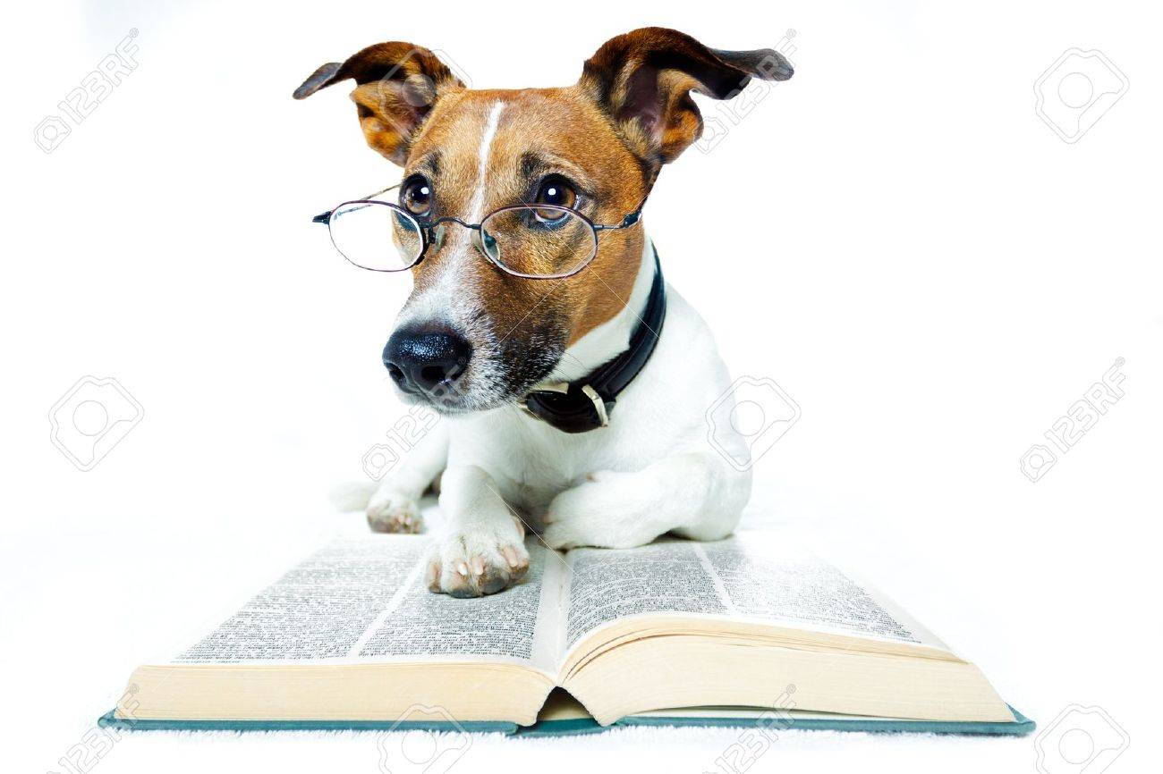 Cão em Livro de Leitura de Óculos
