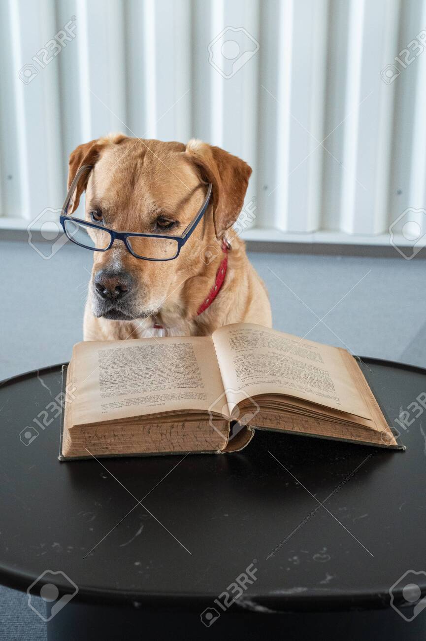 Livro de leitura de cães com óculos