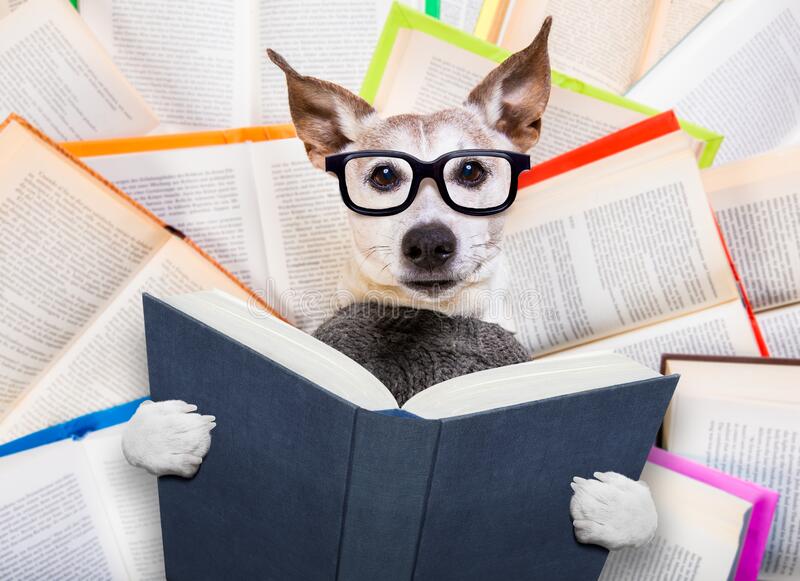 Libro di lettura del cane dall'aspetto intelligente