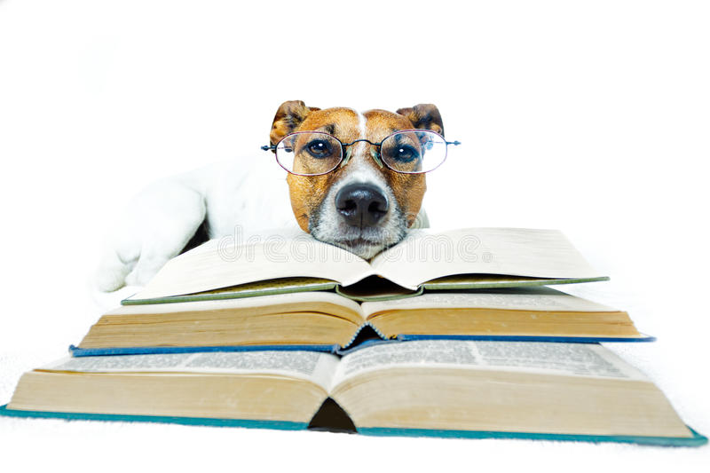 Hund liest ein gestapeltes Buch
