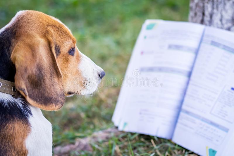 Dog Reading a Book Outside