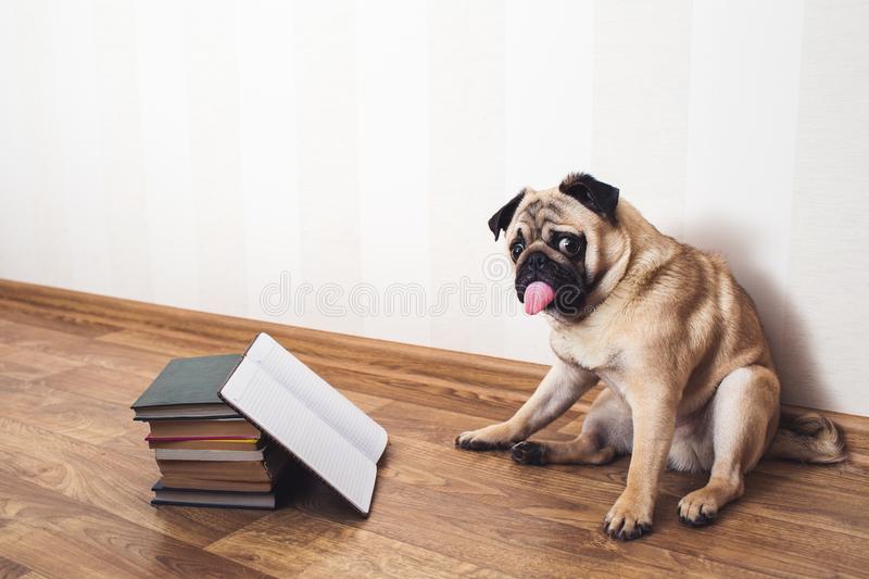 Hund mit herausgerissener Zunge liest ein Buch