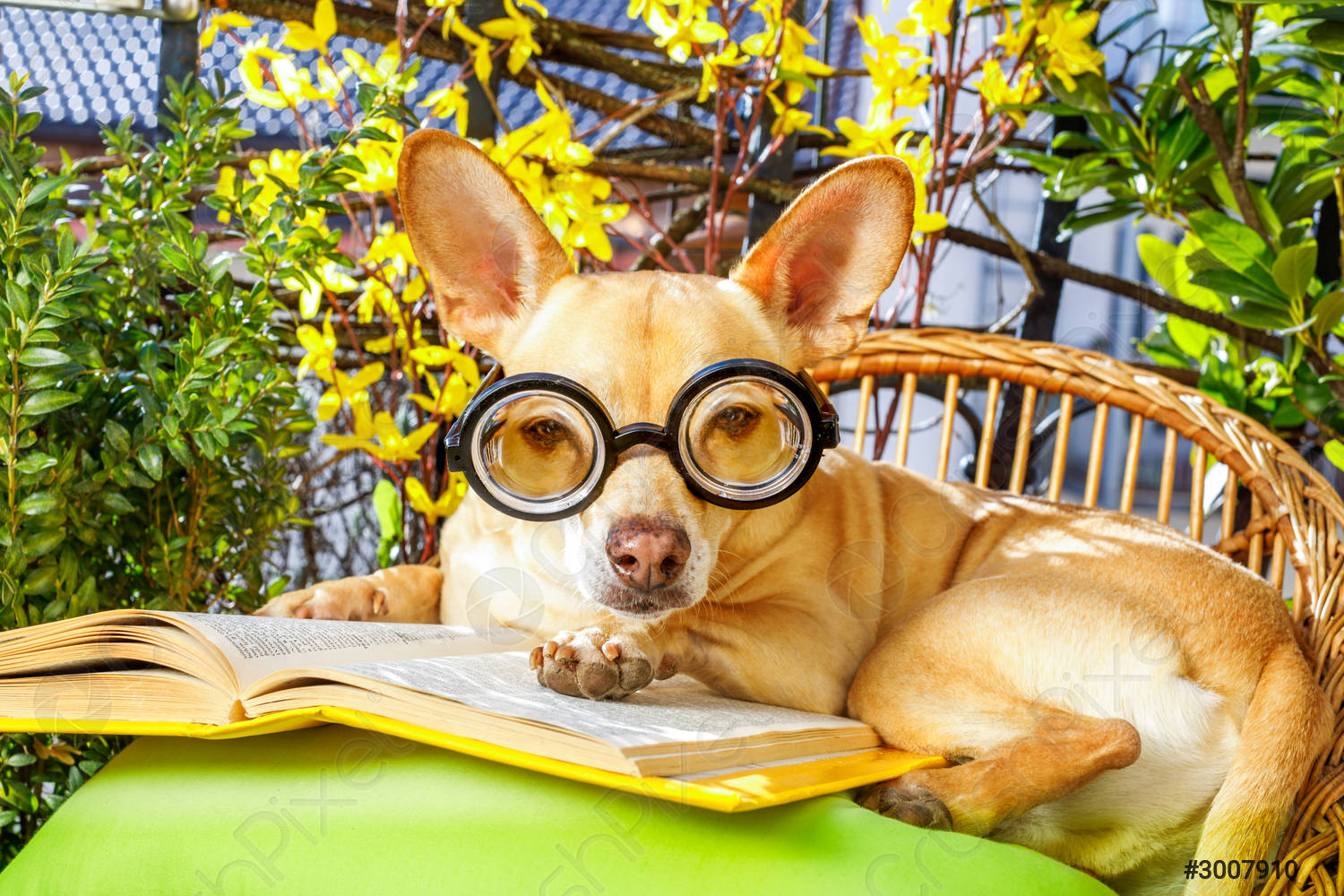 Hund liest ein Buch, umgeben von grünen Pflanzen