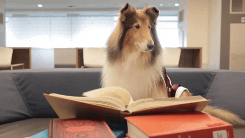 Lassie Reading A Book