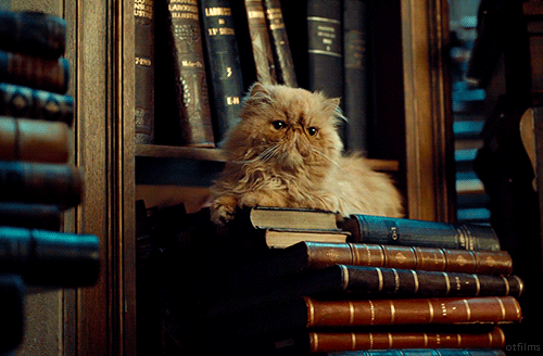 Lindo gato acostado encima de libros apilados